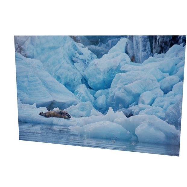 Bearded Seal, Svalbard