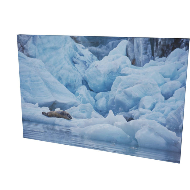 Bearded Seal, Svalbard