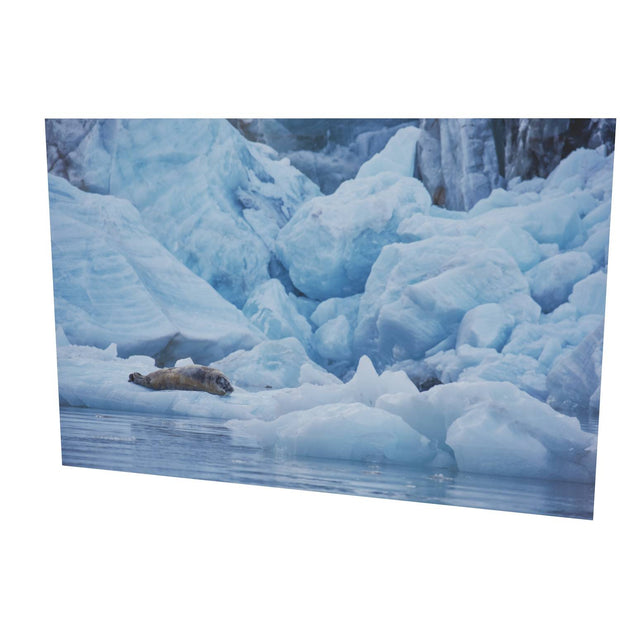 Bearded Seal, Svalbard