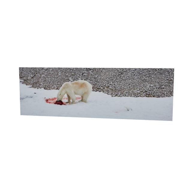 Dinner Time, Svalbard