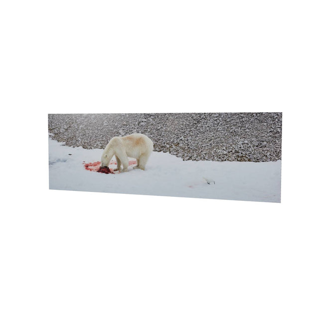Dinner Time, Svalbard