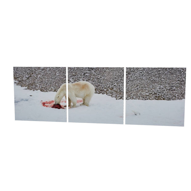Dinner Time, Svalbard