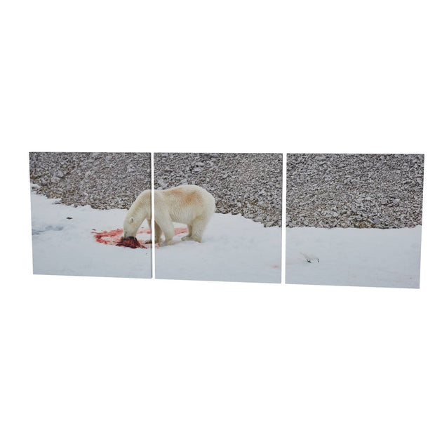 Dinner Time, Svalbard