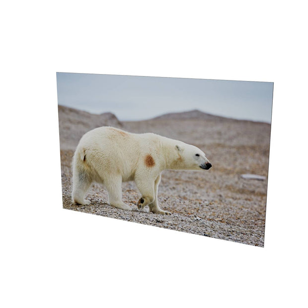 Polar Bear on Beach I, Svalbard