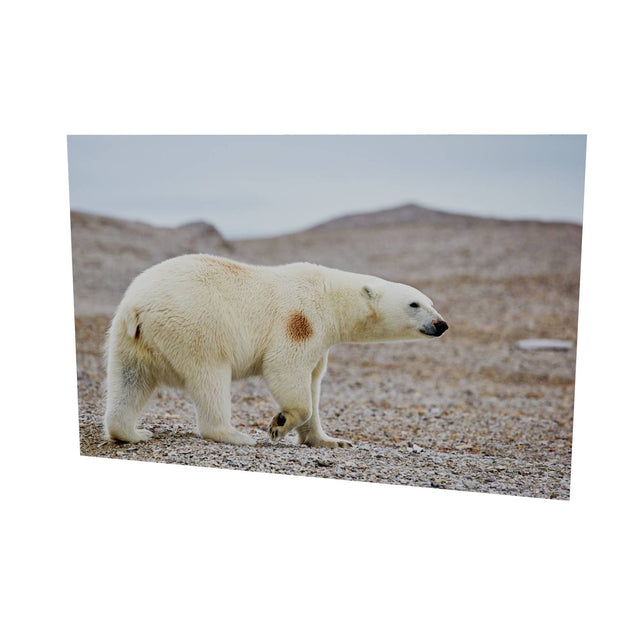 Polar Bear on Beach I, Svalbard