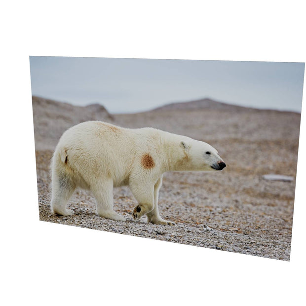 Polar Bear on Beach I, Svalbard