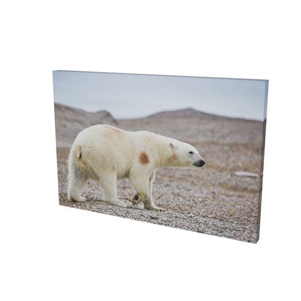 Polar Bear on Beach I, Svalbard
