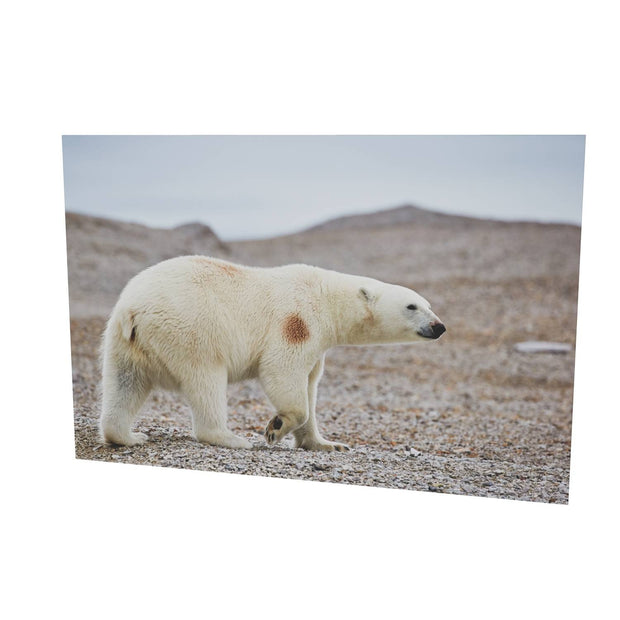 Polar Bear on Beach I, Svalbard
