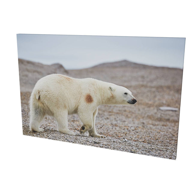 Polar Bear on Beach I, Svalbard