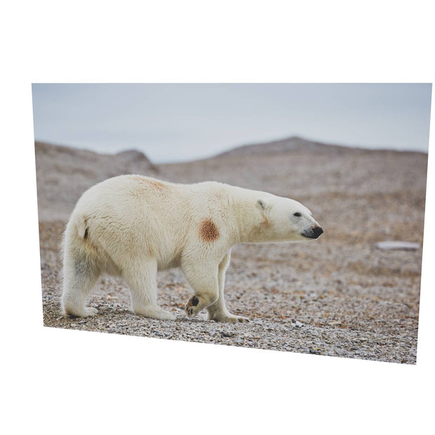Polar Bear on Beach I, Svalbard