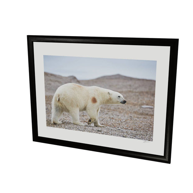 Polar Bear on Beach I, Svalbard