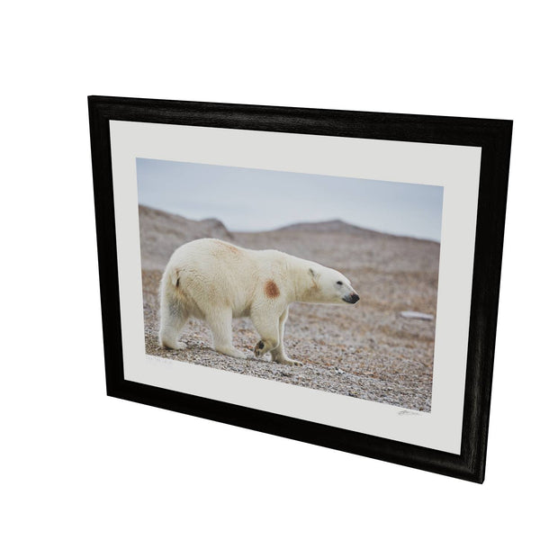 Polar Bear on Beach I, Svalbard