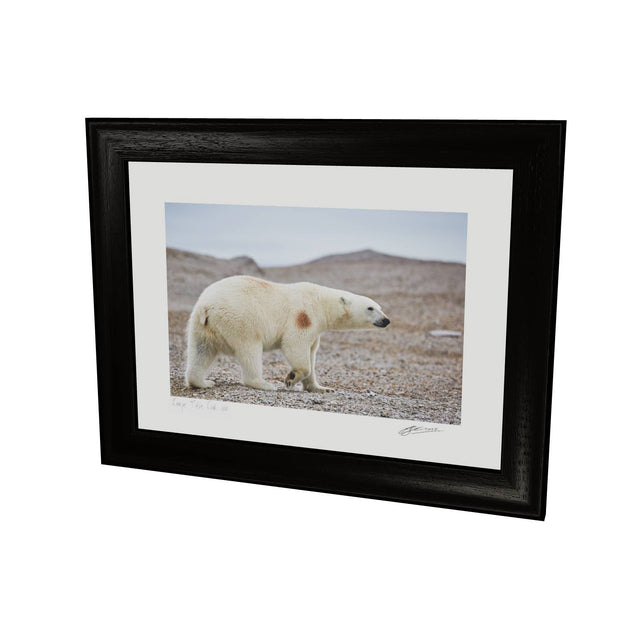 Polar Bear on Beach I, Svalbard