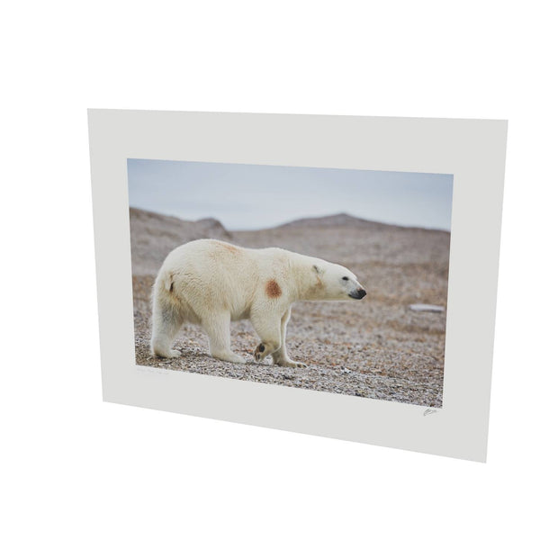 Polar Bear on Beach I, Svalbard
