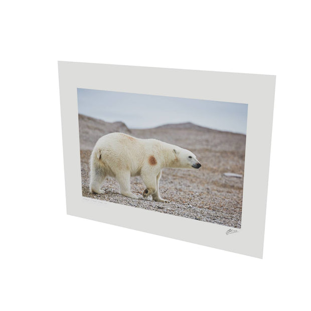 Polar Bear on Beach I, Svalbard