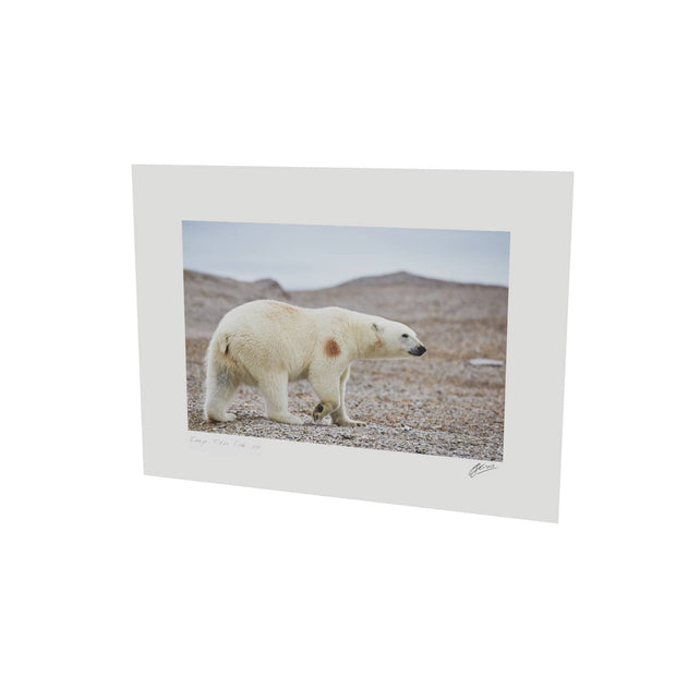 Polar Bear on Beach I, Svalbard