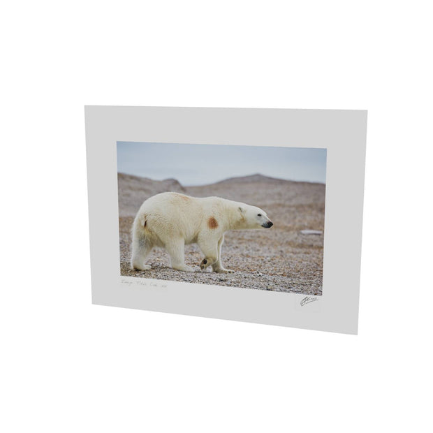 Polar Bear on Beach I, Svalbard