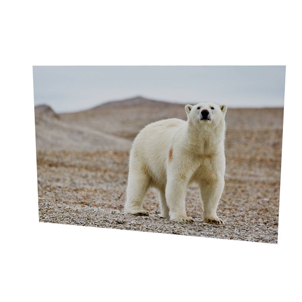 Curious Polar Bear on Beach, Svalbard