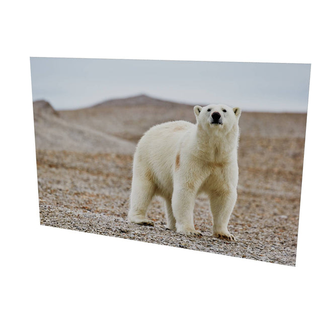 Curious Polar Bear on Beach, Svalbard