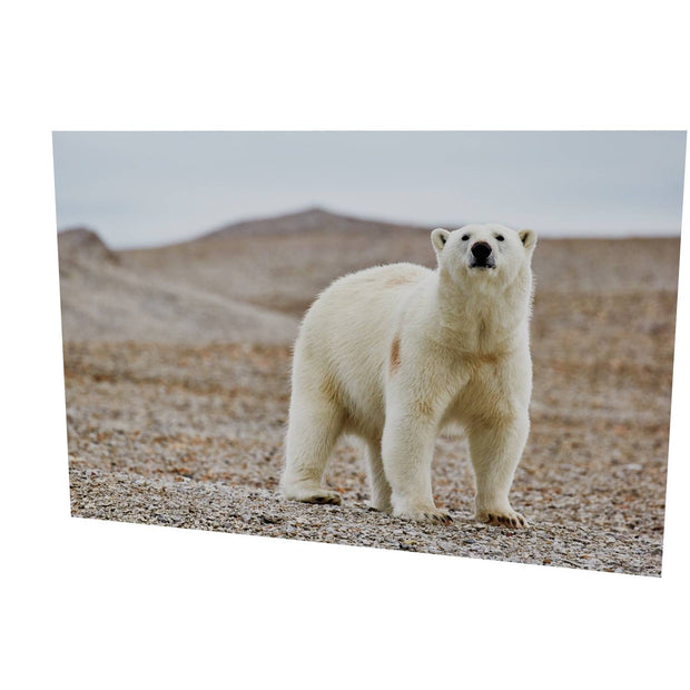 Curious Polar Bear on Beach, Svalbard