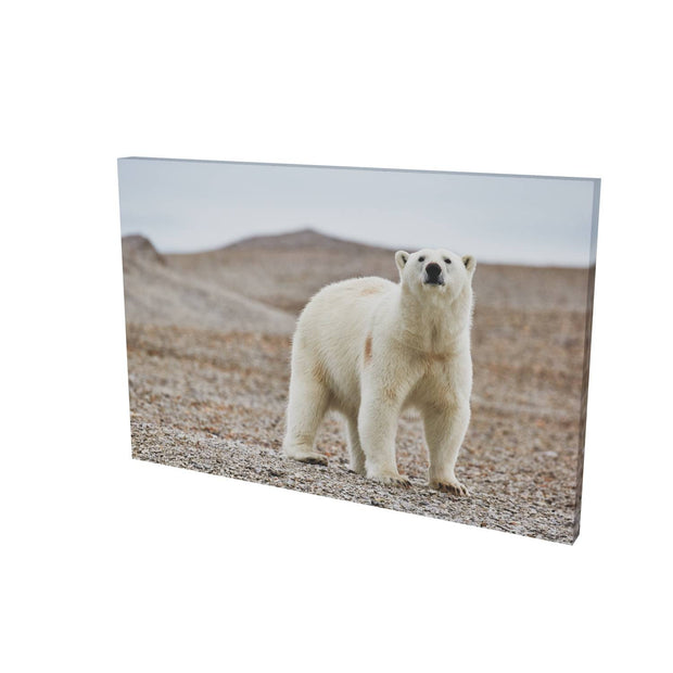Curious Polar Bear on Beach, Svalbard