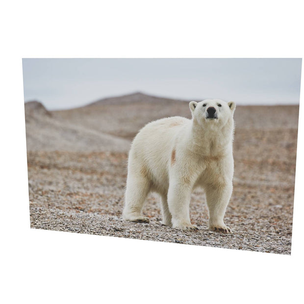 Curious Polar Bear on Beach, Svalbard