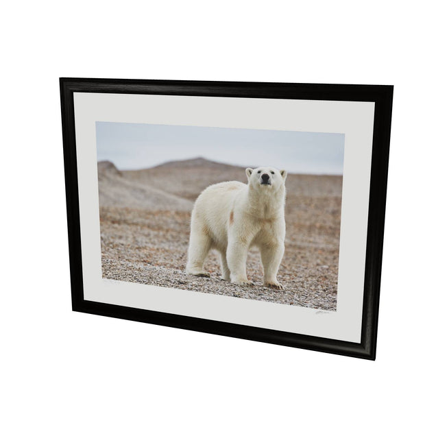 Curious Polar Bear on Beach, Svalbard