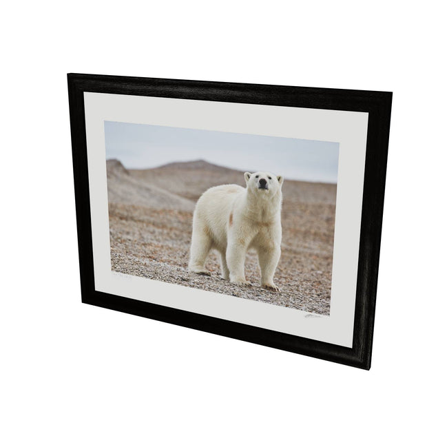 Curious Polar Bear on Beach, Svalbard