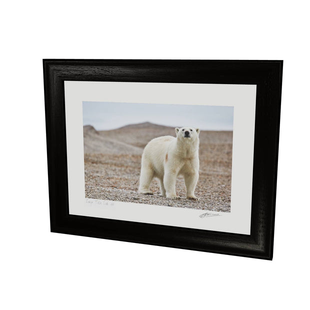 Curious Polar Bear on Beach, Svalbard