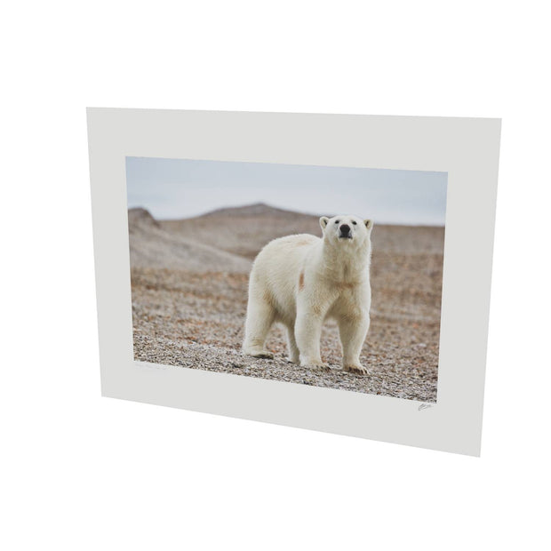 Curious Polar Bear on Beach, Svalbard