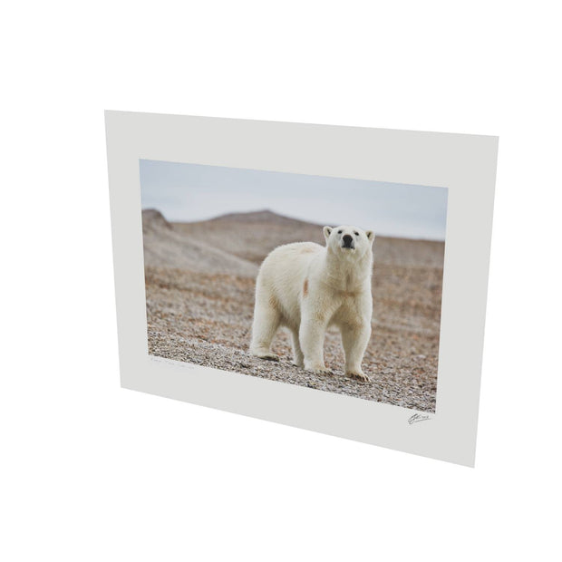 Curious Polar Bear on Beach, Svalbard