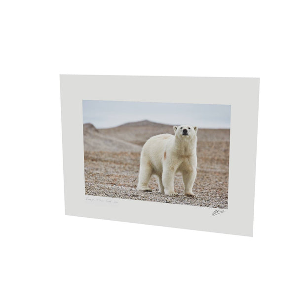 Curious Polar Bear on Beach, Svalbard