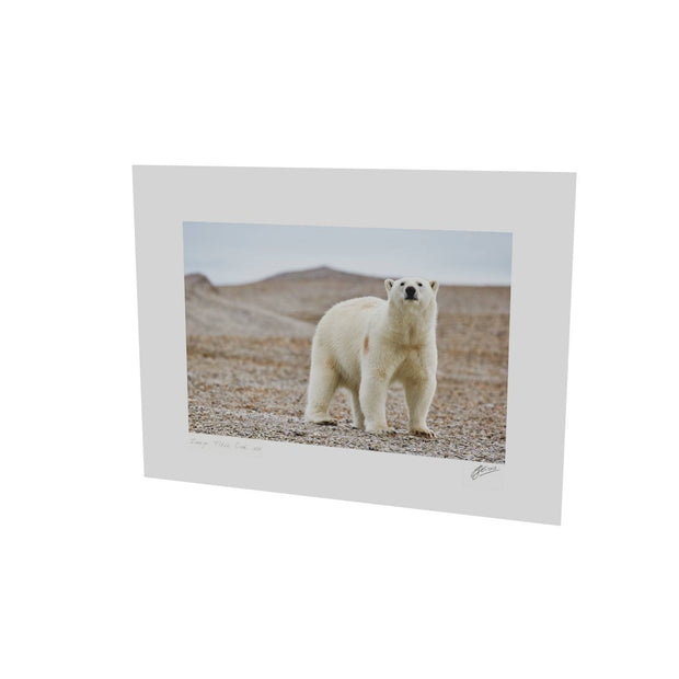 Curious Polar Bear on Beach, Svalbard