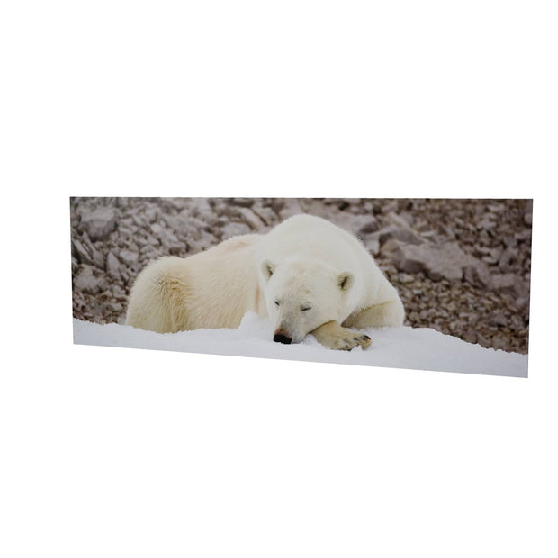 Sleeping Polar Bear II, Svalbard