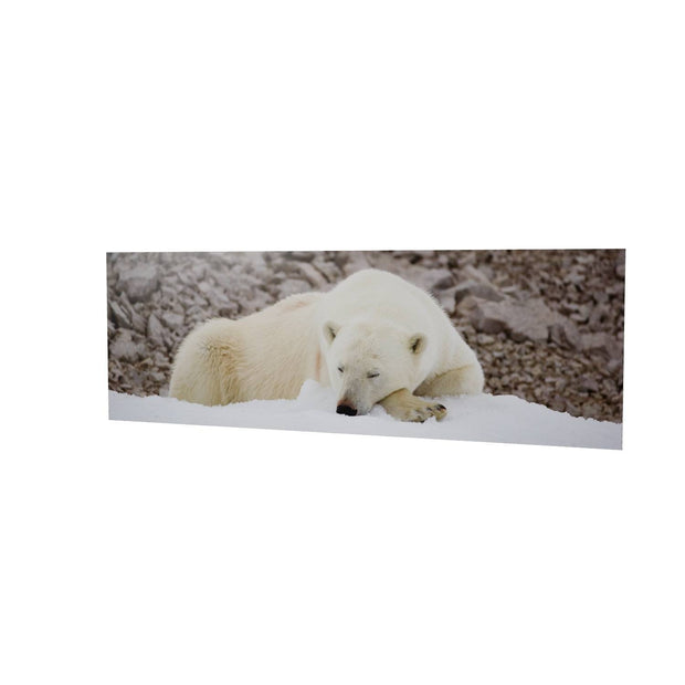 Sleeping Polar Bear II, Svalbard