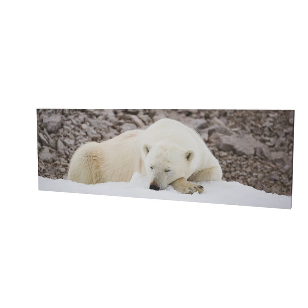 Sleeping Polar Bear II, Svalbard