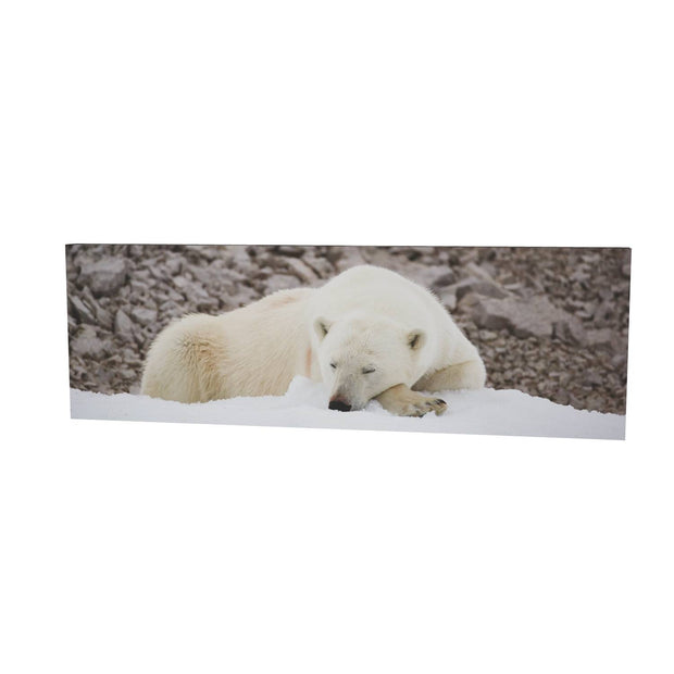 Sleeping Polar Bear II, Svalbard