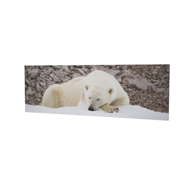 Sleeping Polar Bear II, Svalbard