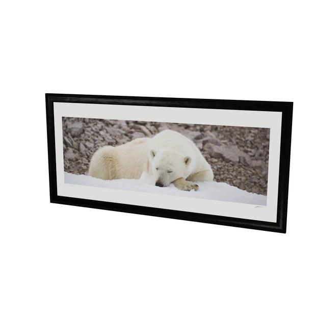 Sleeping Polar Bear II, Svalbard