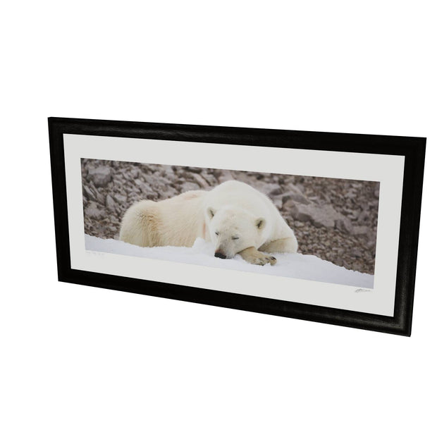 Sleeping Polar Bear II, Svalbard
