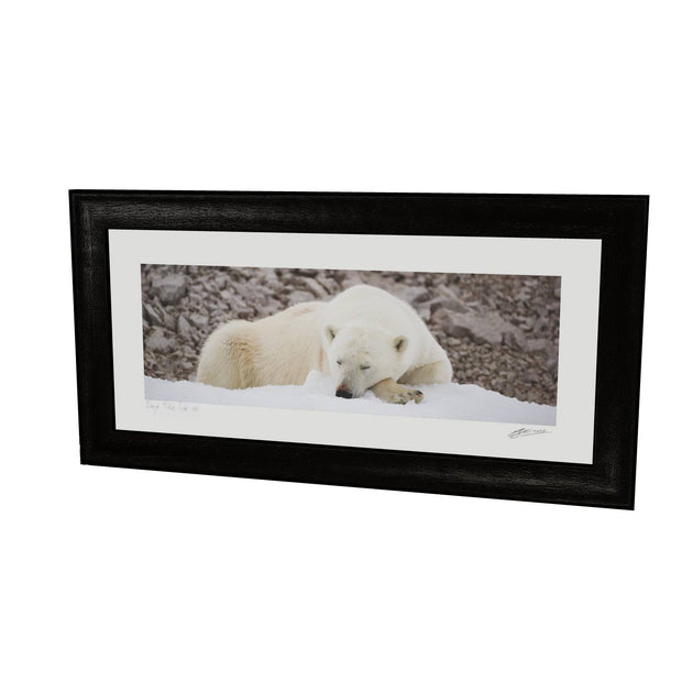 Sleeping Polar Bear II, Svalbard