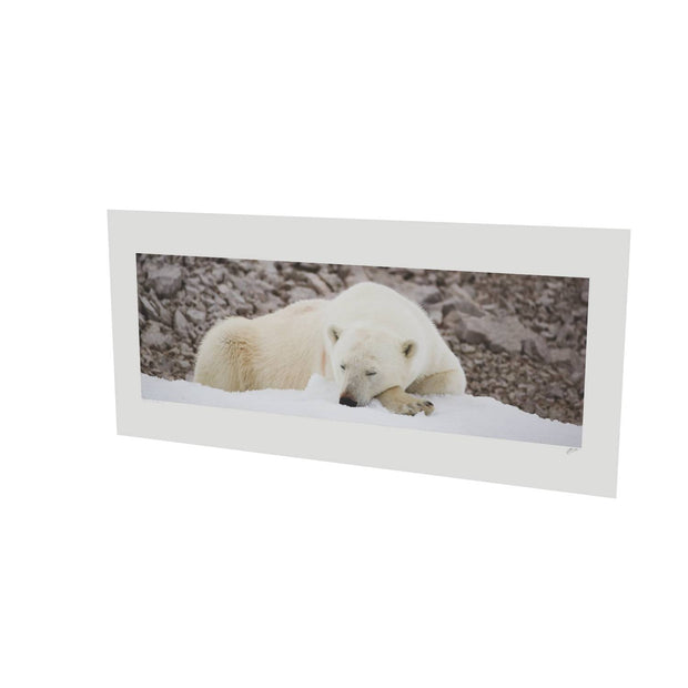 Sleeping Polar Bear II, Svalbard