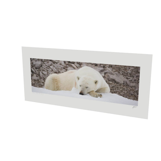 Sleeping Polar Bear II, Svalbard