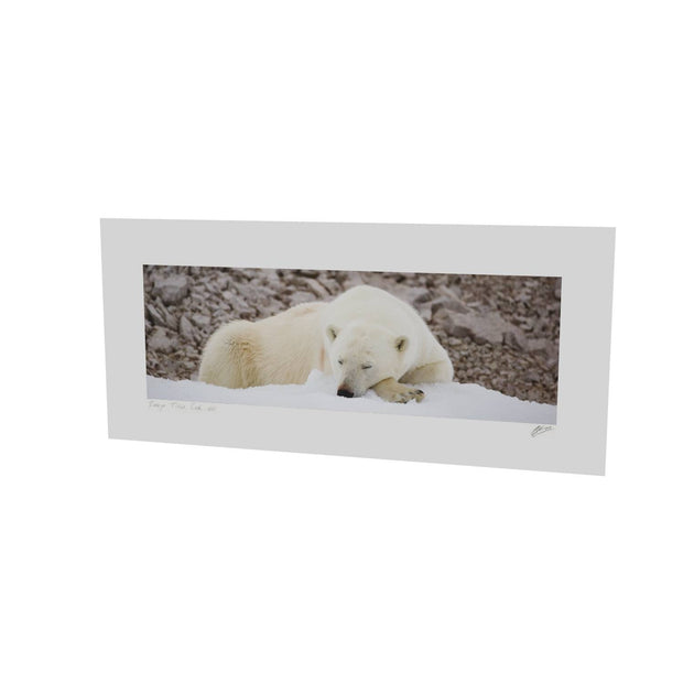 Sleeping Polar Bear II, Svalbard