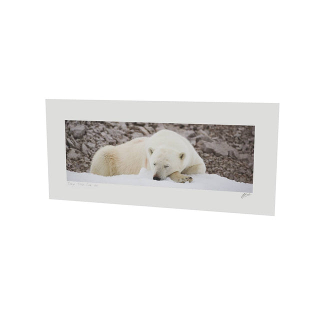 Sleeping Polar Bear II, Svalbard