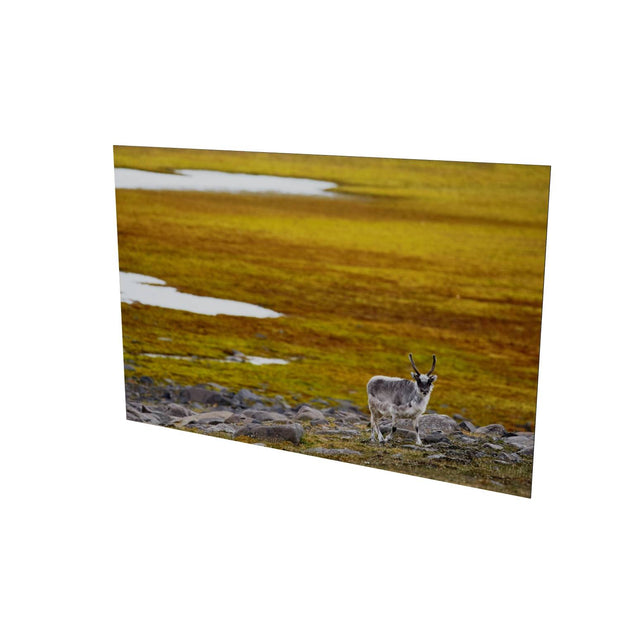 Svalbard Reindeer, Svalbard