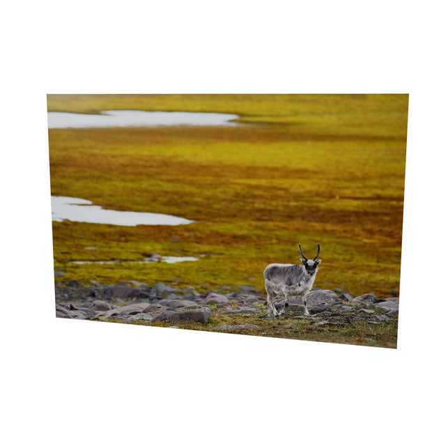 Svalbard Reindeer, Svalbard