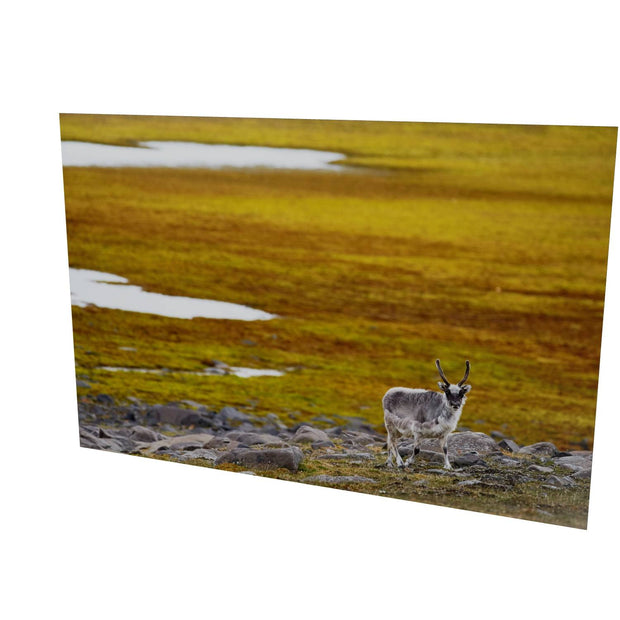 Svalbard Reindeer, Svalbard