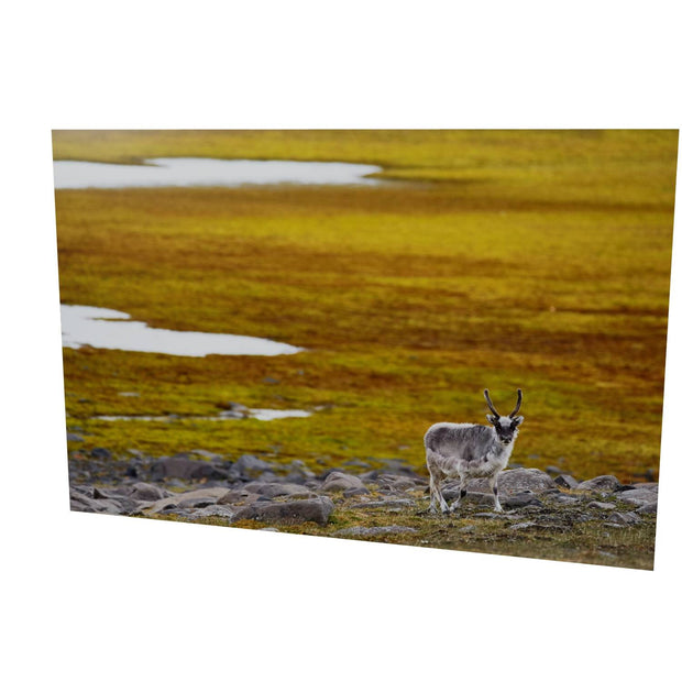 Svalbard Reindeer, Svalbard