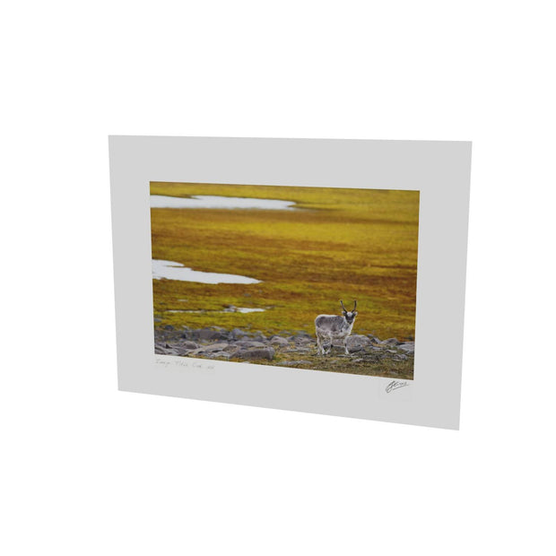Svalbard Reindeer, Svalbard